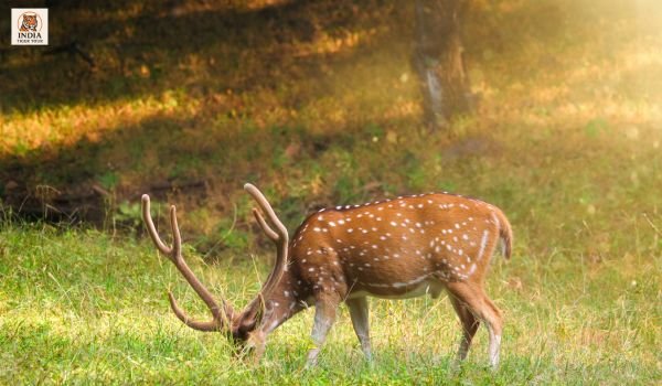 Ranthambore 3