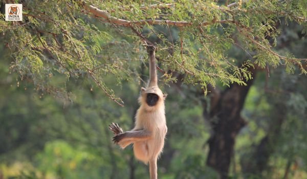 Ranthambore 4