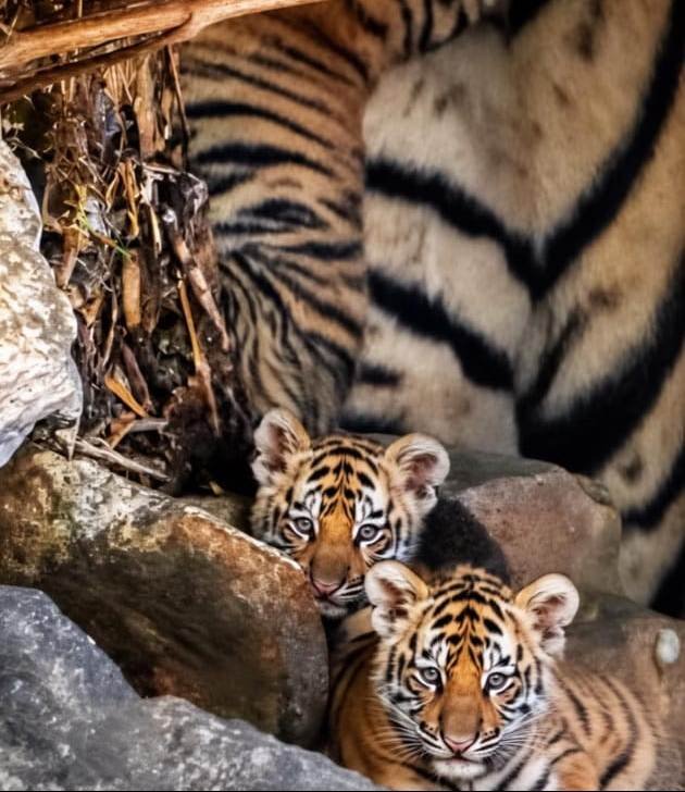 Ranthambore img12