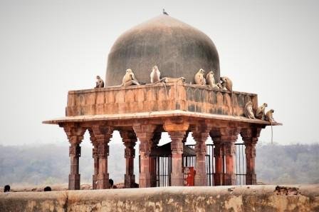 Ranthambore img3