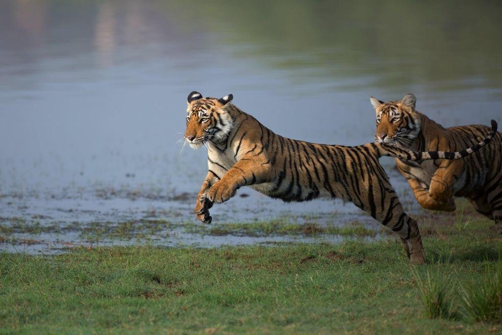 Ranthambore img6