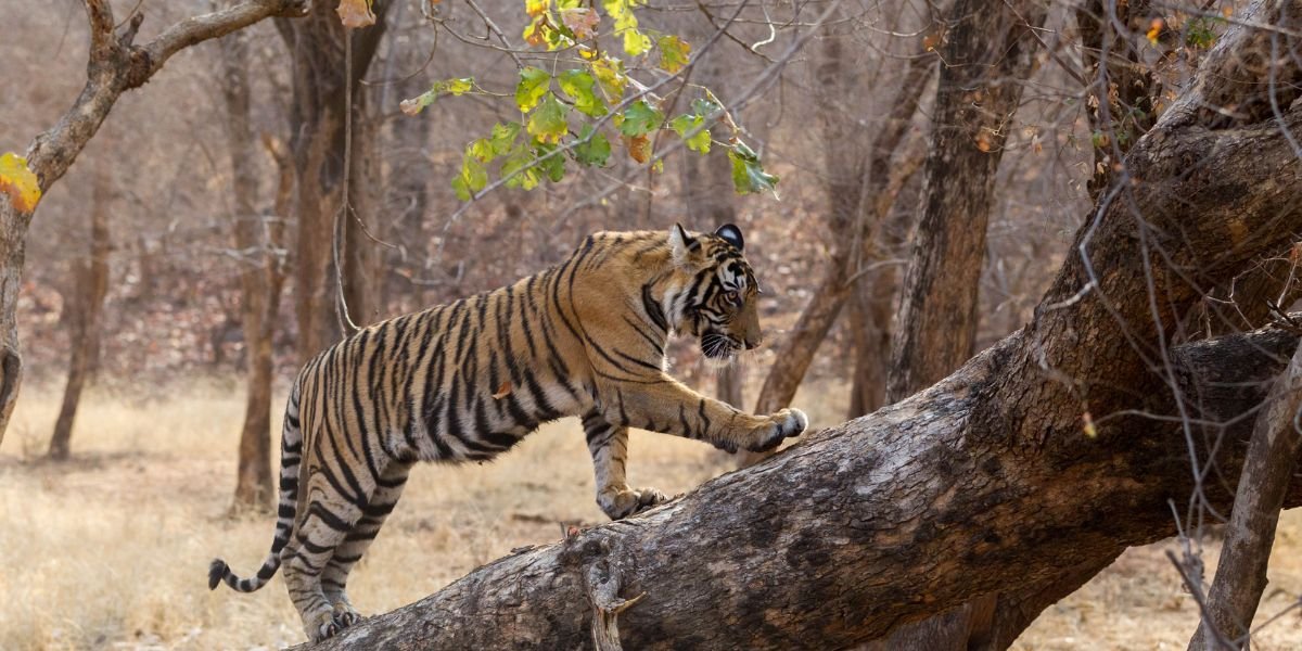 Ranthambore safari experience