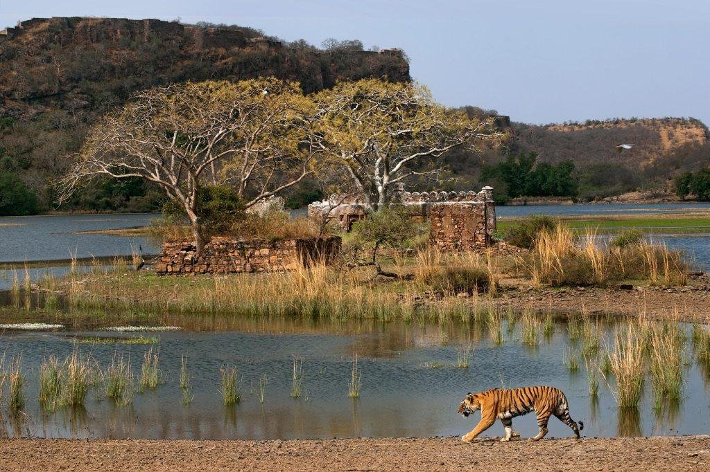 Ranthambore wildlife